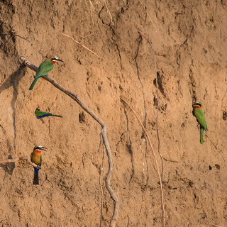 Lower Zambezi - White-fronted bee-eaters